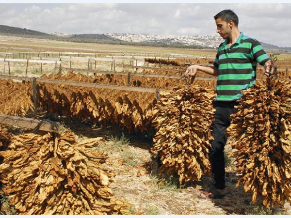 Where does tobacco come&nbsp;from?